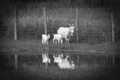 Sheep grazing on field