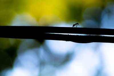 Low angle view of ant perching on leaf