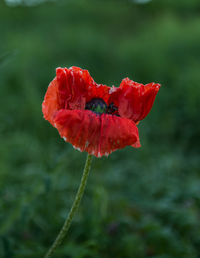 Close-up of red poppy flower blooming outdoors