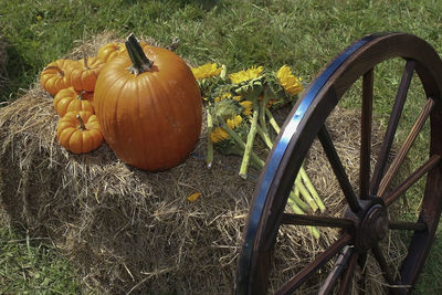 High angle view of pumpkins on field