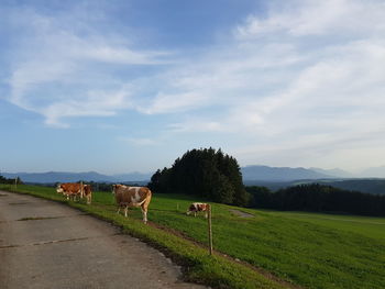 Cows on field by road against sky