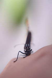 Close-up of insect