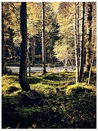 Trees growing in field