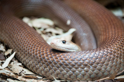 Close-up of lizard