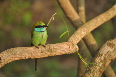 Close-up of bird perching on branch in forest