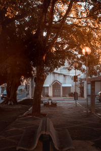 Street amidst trees and buildings at night