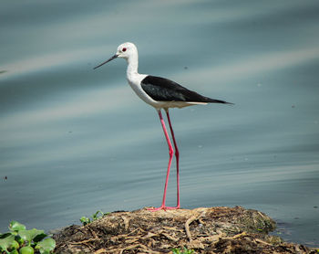 Bird perching on a rock