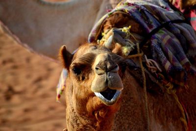 Close-up of camel at desert