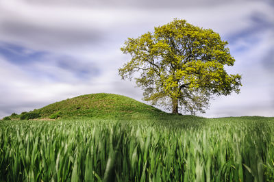 Close-up of green tree on field against sky