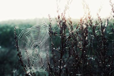 Close-up of spider web on plant