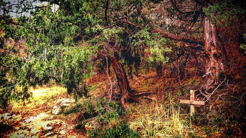 Trees in forest