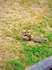 View of an animal on field