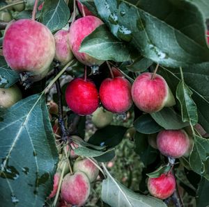 Close-up of cherries on tree