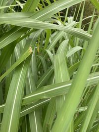 Full frame shot of bamboo plants