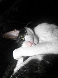 Close-up of cat resting