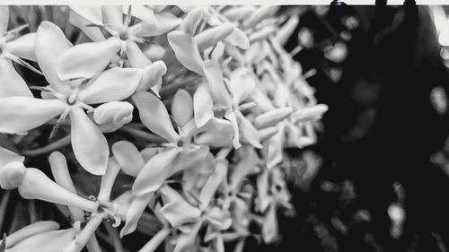 Close-up of flower