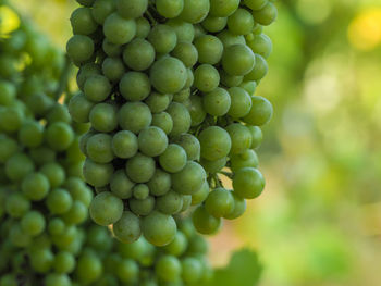 Close-up of grapes growing in vineyard