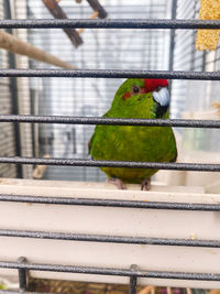 pet