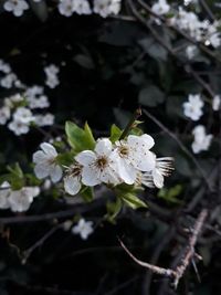 Close-up of white cherry blossoms