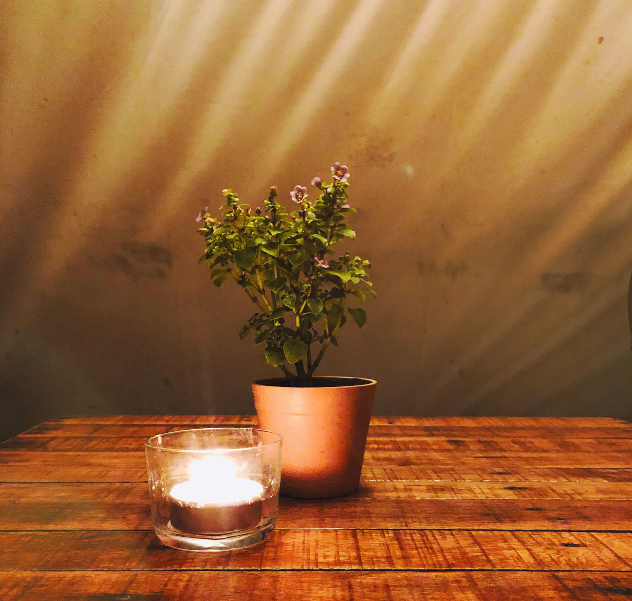 CLOSE-UP OF POTTED PLANTS ON TABLE