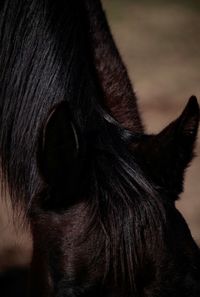 Close-up of a horse