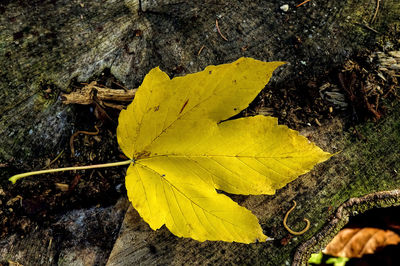 Close-up of yellow maple leaf on street