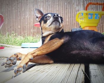 Close-up of dog looking away