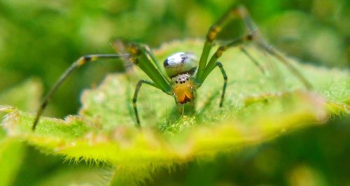Close-up of insect on plant