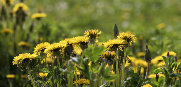 Close-up of yellow flowering plant on field