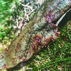 Close-up of insect on tree trunk