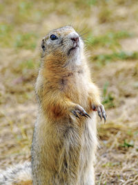 Close-up of meerkat