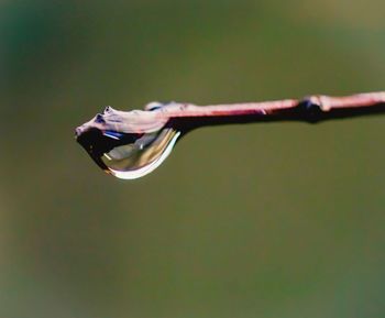 Close-up of wet plant against blurred background
