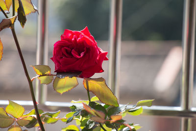Close-up of red rose against fence