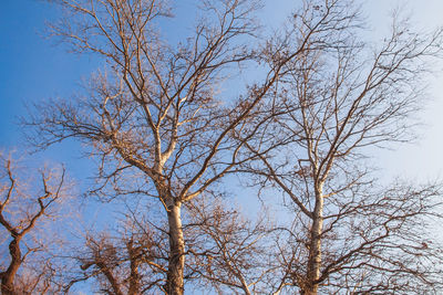 Low angle view of bare tree against clear blue sky