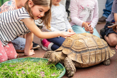Boys and girls touching tortoise outdoors
