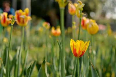 Close-up of yellow crocus flowers on field