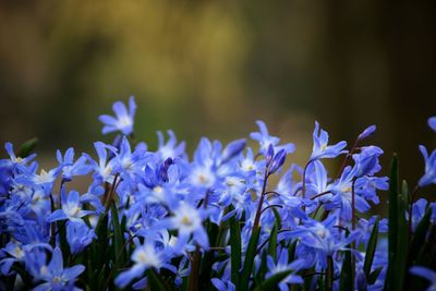 Close-up of purple flowers blooming outdoors