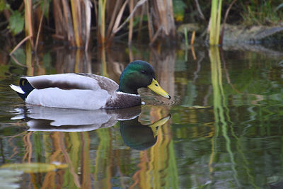 View of duck swimming in lake