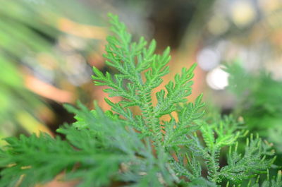 Close-up of fresh green plant