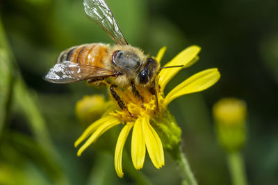 Close-up of insect on yellow flower