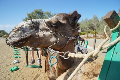 Close-up of camel on field against clear sky