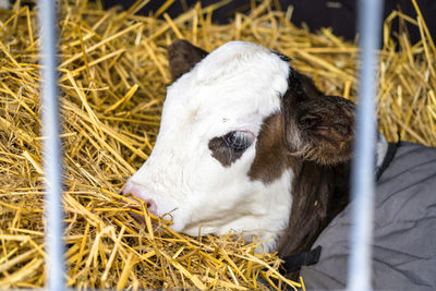 View of a cow