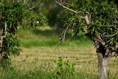 Bird perching on a tree