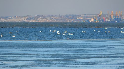 Birds flying over sea against sky