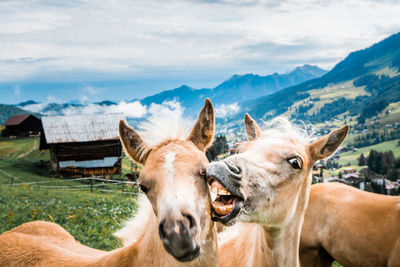 Close-up portrait of horses standing at ranch