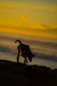 Dog standing on beach during sunset