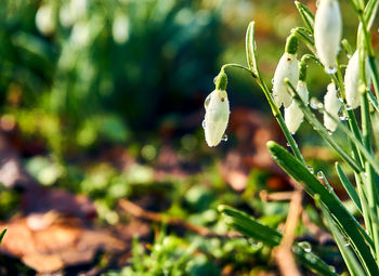 Close-up of white flowering plant