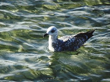 View of birds in water