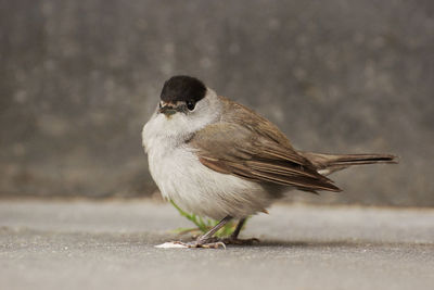 Close-up of bird perching outdoors