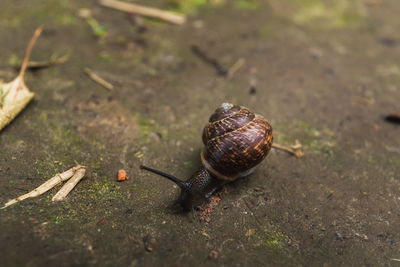 Close-up of snail on land